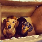 dachshunds in a box